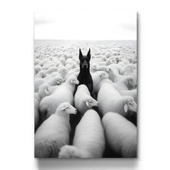 Black Doberman in White Sheep Herd