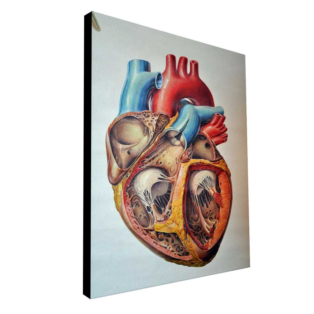Human Heart - Prime Décor